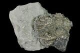 Fossil Crinoid (Platycrinites) and Gastropod (Platyceras) - Indiana #136523-1